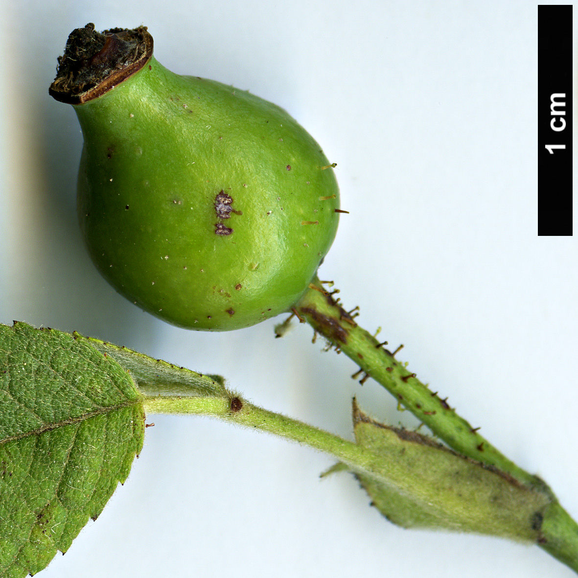 High resolution image: Family: Rosaceae - Genus: Rosa - Taxon: tomentosa